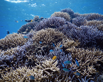 King Abdullah Reef — diving in Aqaba, Jordan